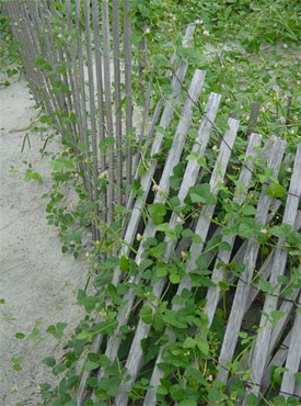 Isle of Palms beach walk protected by wooden fence
